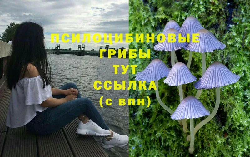 Псилоцибиновые грибы Psilocybe  Чусовой 